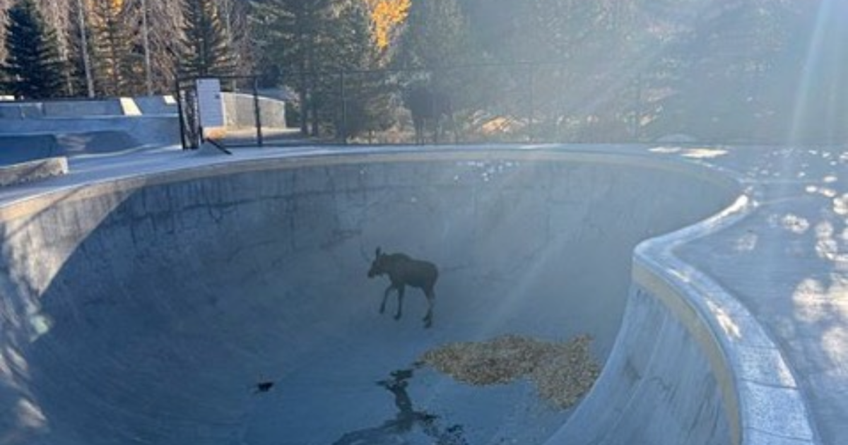 Moose Calf Rescued from Breckenridge Skatepark by Colorado Parks and Wildlife