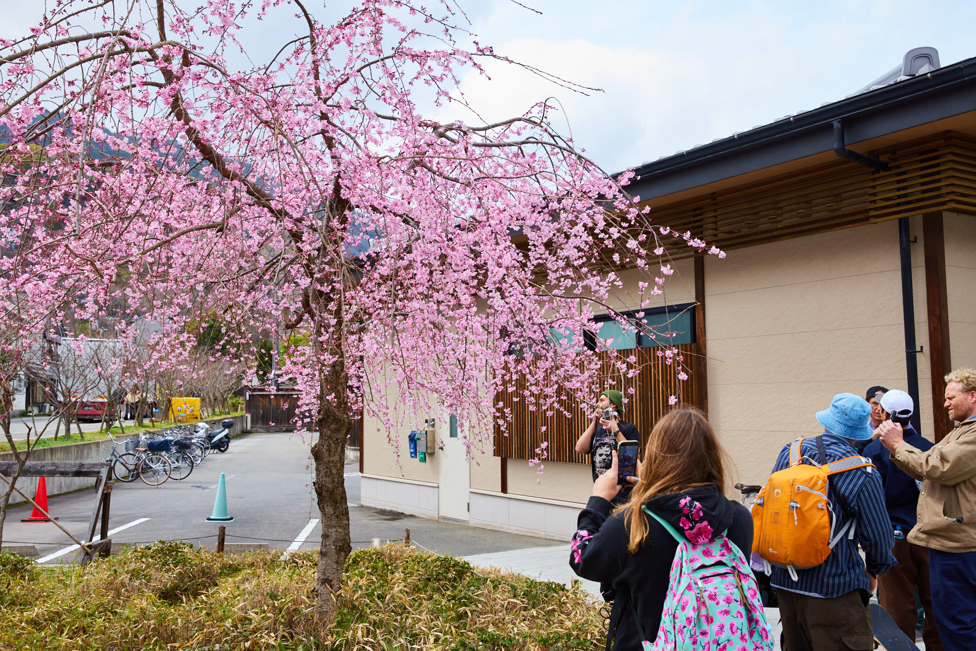 Sakura Sake Tour